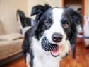 Eight of the best products to treat your new dog