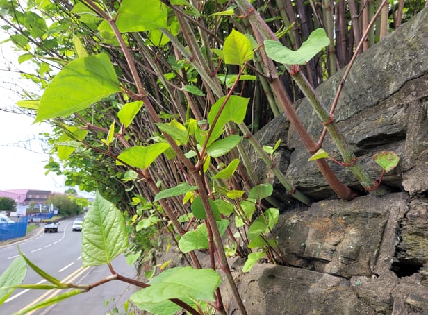 <p>Japanese knotweed growing on a wall</p>