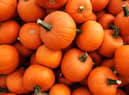 Recently harvested orange pumpkins
