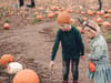 Best pumpkin picking spots in Edinburgh - here’s where to get yours this Halloween