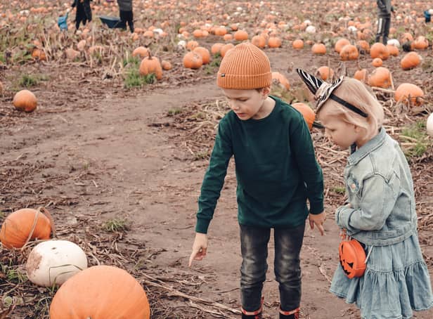 <p>Here are the best pumpkin patches in Edinburgh that you can go to this autumn</p>