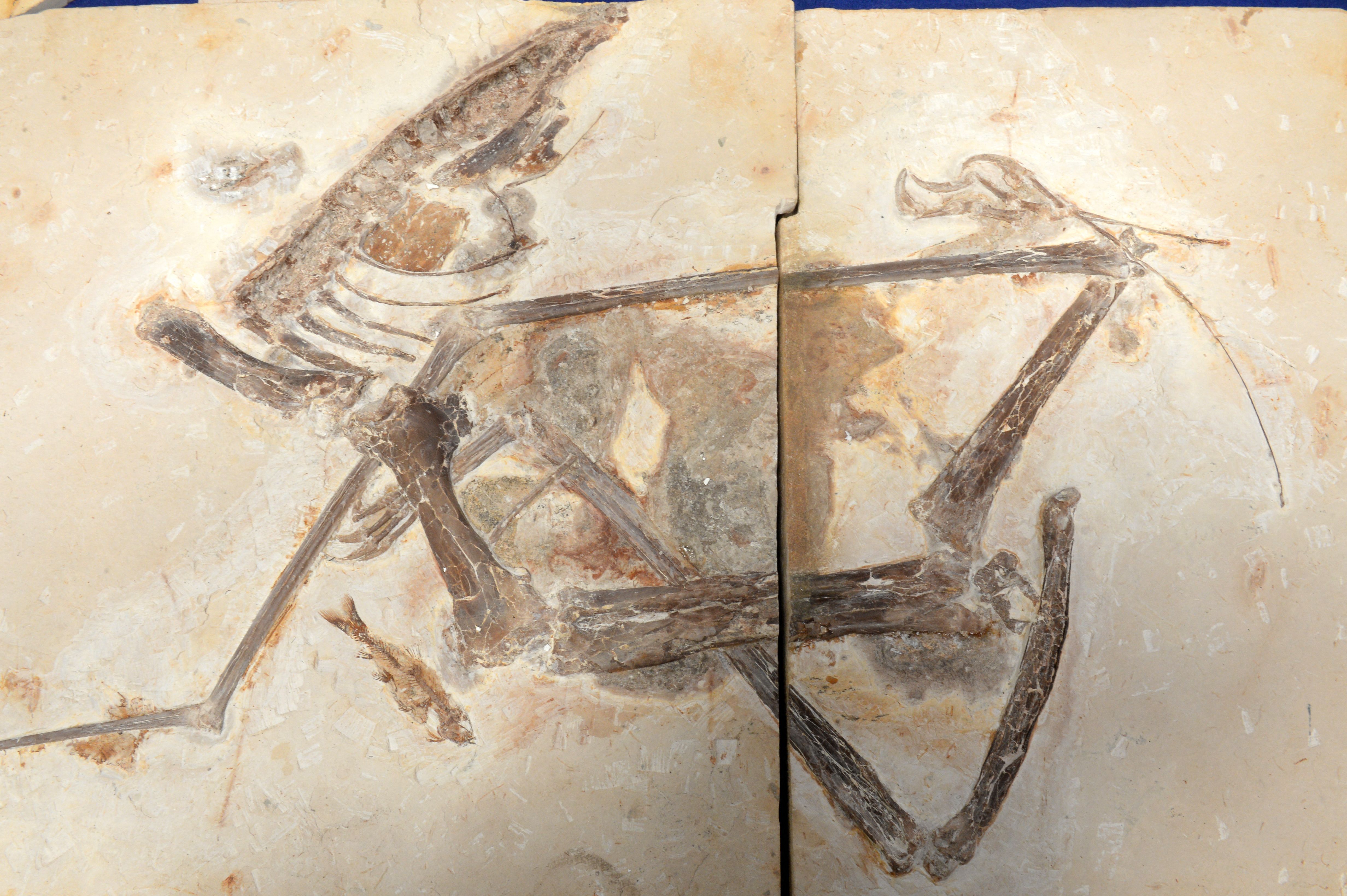 Pterodactyl ancestor confirmed among 'Elgin Reptiles' fossils discovered in Scotland 100 years ago
