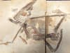Pterodactyl ancestor confirmed among 'Elgin Reptiles' fossils discovered in Scotland 100 years ago