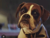 Buster the trampoline dog from the 2016 John Lewis Christmas advert has died, his owner has revealed