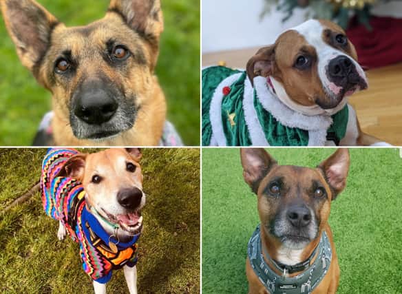 Edinburgh rescue dogs Peter, Hector, Roxie and Lola 