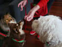 Can you feed a dog Christmas dinner? Items not to feed your pets from the Christmas dinner leftovers