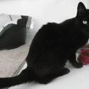 #Caturday: meet Betsy - the eight year old black cat available for adoption in Edinburgh