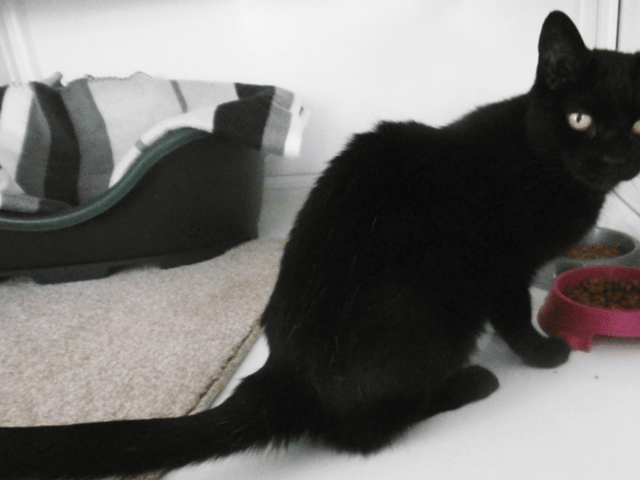 #Caturday: meet Betsy - the eight year old black cat available for adoption in Edinburgh