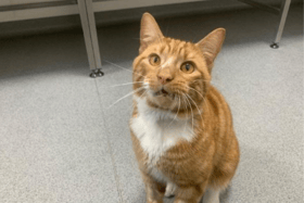 #Caturday: meet Barry - the three year old Domestic Short Hair available for adoption in Glasgow