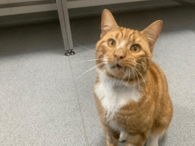 #Caturday: meet Barry - the three year old Domestic Short Hair available for adoption in Glasgow