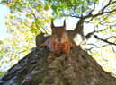 Red Squirrel Appreciation Day 2023: Do they still exist in the UK and where can I see them? 