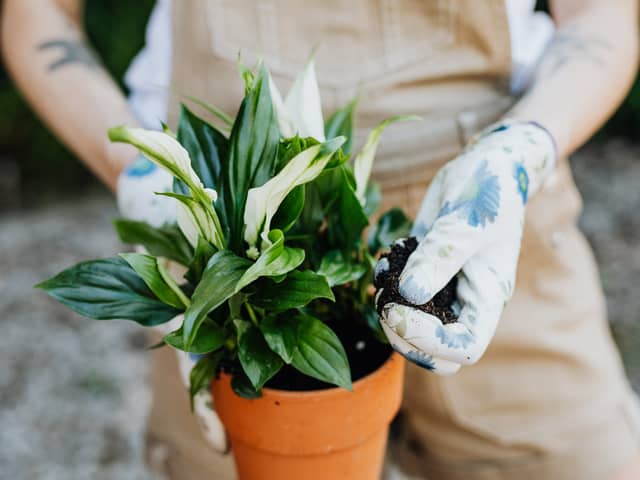 Retailing at around £40, the Peace Lily is a little pricey but may prove a worthy investment for many during the cost of living crisis. 