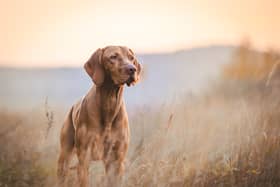 Vets have issued a fresh warning about the dangers of Cutaneous and Renal Glomerular Vasculopathy (CRGV), also known as Alabama Rot.