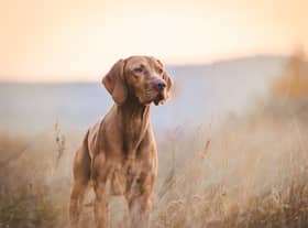 Vets have issued a fresh warning about the dangers of Cutaneous and Renal Glomerular Vasculopathy (CRGV), also known as Alabama Rot.