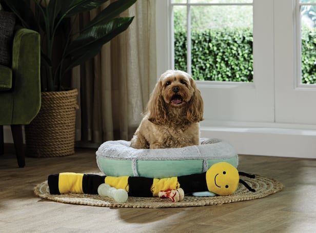 <p>Aldi has launched an affordable pet range this month</p>