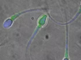 The new pill ‘stuns’ sperm, making them unable to swim to an egg.