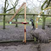 Ollie the emu turned 40 on Monday March 20, making him one of the oldest of his kind.