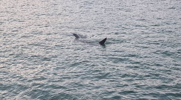 Huge shark spotted off coast of St Ives in Cornwall: Footage captures basking shark ‘longer than some boats’