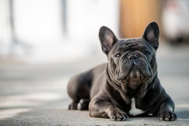 There were at least 84 French Bulldogs reported stolen. Photo: Adobe Stock