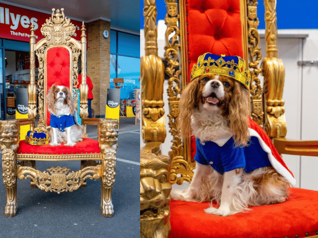 Jollyes has announced an incredible offer for pet-parents in Edinburgh who own  King Charles Spaniels