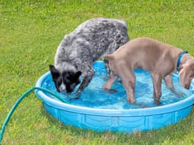A paddling pool for dogs to play in (photo: Adobe)
