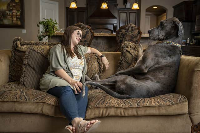Zeus - Tallest Dog LivingGuinness World Records 2022 (photo: shadai perez)