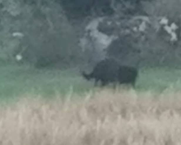  Black Panther of Rutland skulking through the undergrowth in in a farmers field in Empingham.