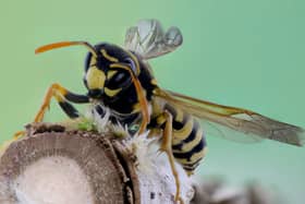 Pest controllers issue warning as Britain’s wasp population set to soar this summer