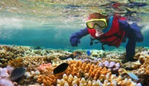 Snorkelling on the Great Barrier Reef off the coast of Australia
