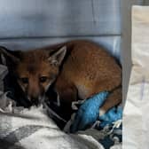 The fox cub was discovered in the village of Langley Moor, Durham in a carrier bag.  Inside there was also a message penned on the back of a paper Greggs bag.