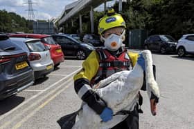The RSPCA has returned a female swan to be with her partner and cygnets after she was treated for wing injuries following an attack by two teenagers who were seen stabbing her with sticks.