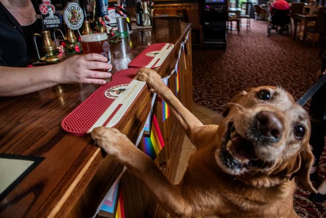 The Bellflower in Preston, Lancashire, won the accolade of the official best pub for dogs in the UK. Charlie, 8, a Red Fox Labrador, at the bar  