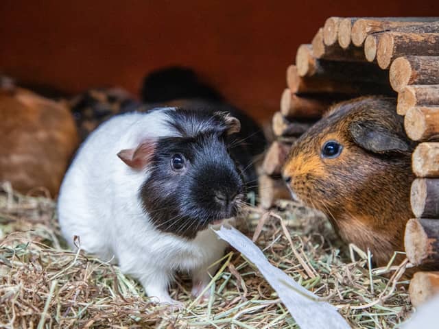The RSPCA is this year backing Guinea Pig Awareness Week, as it deals with a big spike in the tiny critters coming through its doors (RSPCA/Supplied)