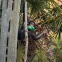 Chimpanzee Masindi celebrated her fourth birthday at Edinburgh Zoo today, Saturday, February 3.