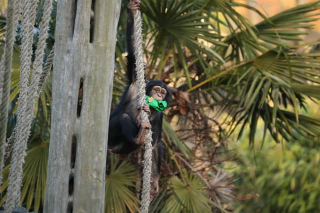 Chimpanzee Masindi celebrated her fourth birthday at Edinburgh Zoo today, Saturday, February 3. Photos by RZSS.