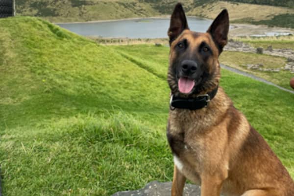 PD Milo assisted the arrest of the 29-year-old man