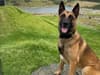 Edinburgh police dog helps recover stolen items from multiple properties