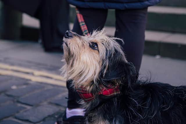 Rowie the pup accompanies Calum Ferguson on free tours of Edinburgh 