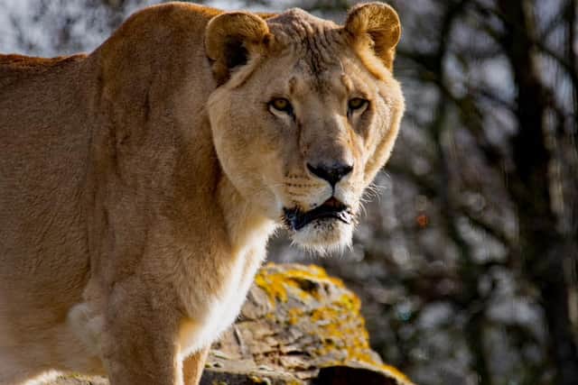 Five Sisters Zoo's rescue lion Boss has passed away.