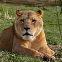 Five Sisters Zoo, rescue lion Boss, who has sadly passed away.