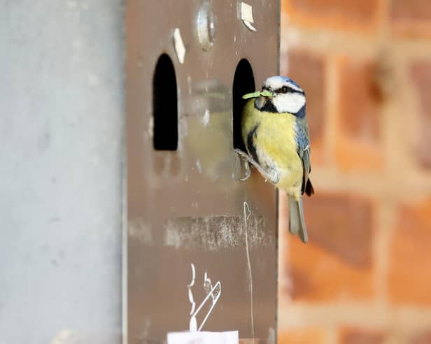 Smokers have been banned from using a village hall ashtray bin after it was taken over - by a family of nesting blue tits.  