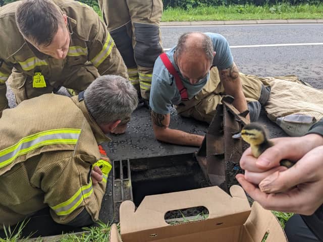 Firefighters rescued the ducklings from a drain at a road near Haddington on Sunday.