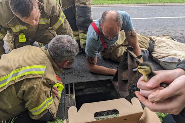 Firefighters rescued the ducklings from a drain at a road near Haddington on Sunday.