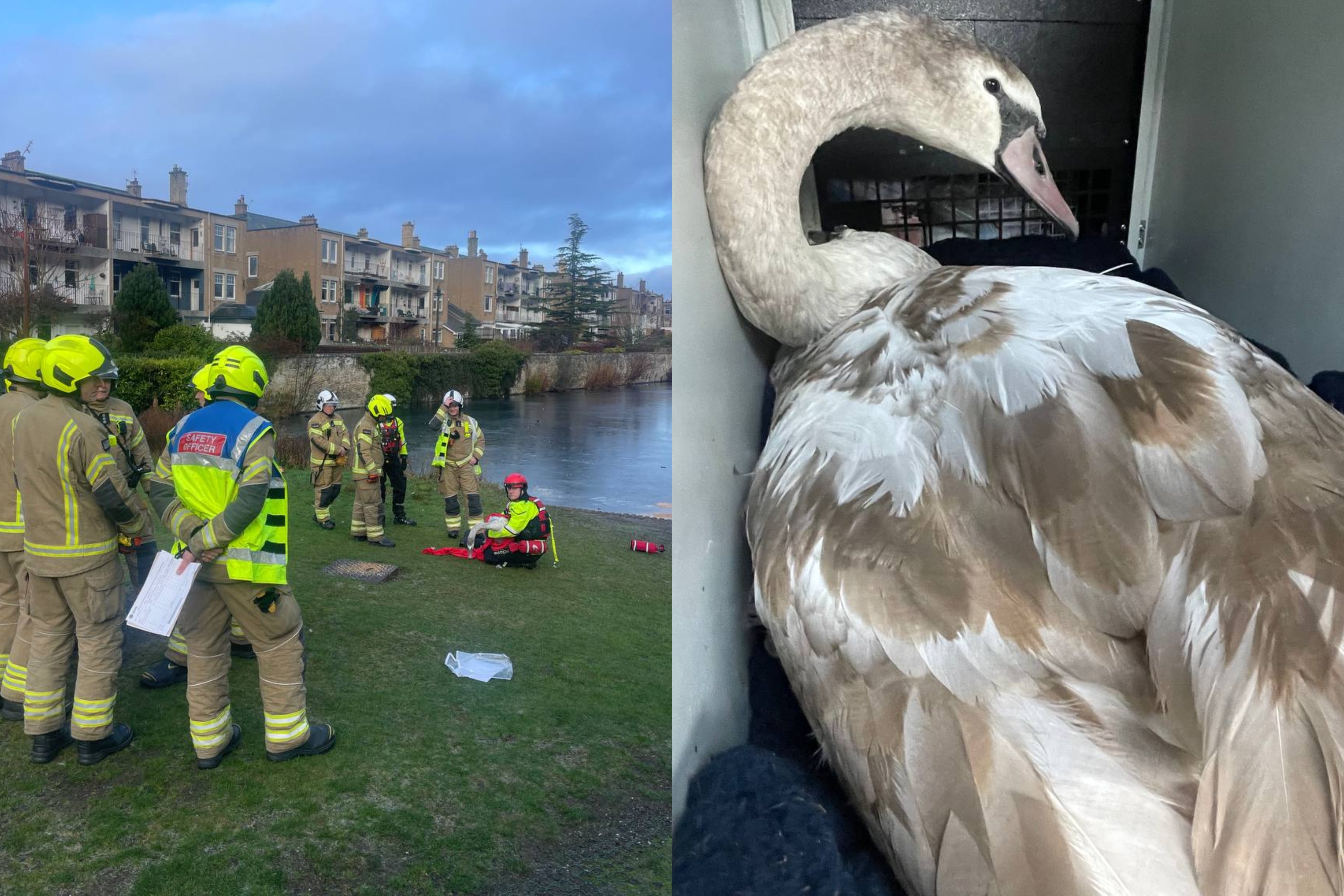 Edinburgh swan rescued by 21 firefighters after four days stuck on an ...