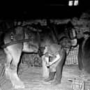 A Currie blacksmith shoeing a horse in March 1956.
