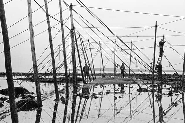 A team of salmon netters battle against the incoming tide as they secure poles with ropes on the foreshore during construction of the fly net on the rocks at Boddin, Angus. PIC: Colin McPherson