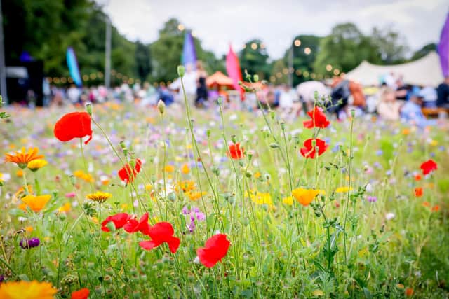 North Berwick residents are being encouraged to grow a mini wildflower to add to a large-scale installation at this year's Fringe By The Sea festival.