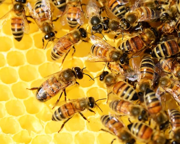 Councillors did not accept the bees needed 24/7 care. Picture: Pixabay