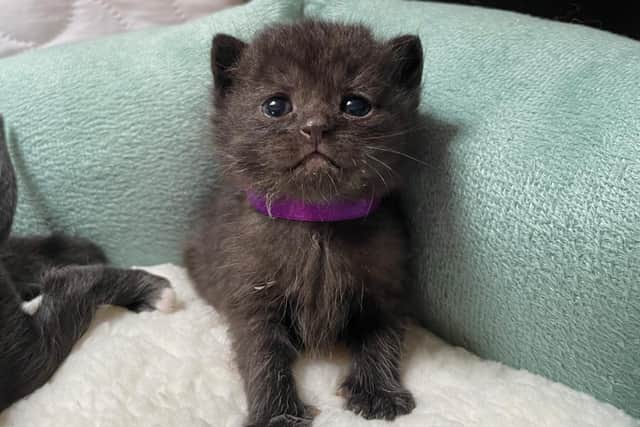 Nicola Zelent, manager of Lothian Cat Rescue, said that the litter are now "thriving" since being cared for by her and her team.