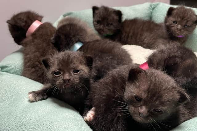 A litter of abandoned kittens are being cared for by Lothian Cat Rescue after being dumped in Kirkcaldy.